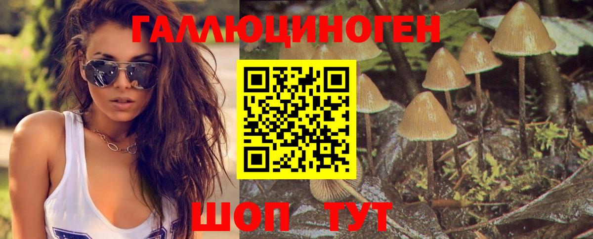 Псилоцибиновые грибы Cubensis Избербаш