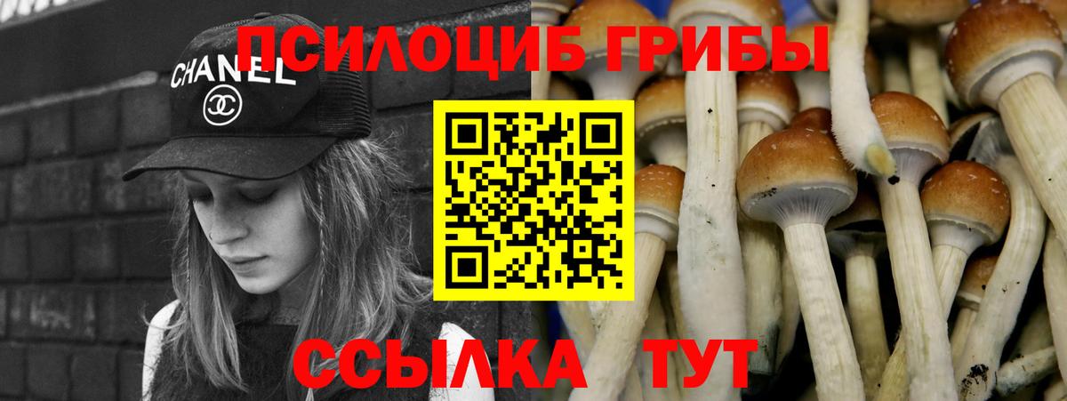 Псилоцибиновые грибы Psilocybe  Избербаш 